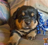 rottweiler puppy posted by boldfield