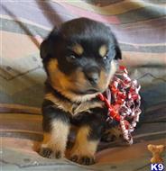 rottweiler puppy posted by boldfield