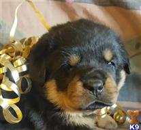 rottweiler puppy posted by boldfield