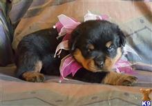 rottweiler puppy posted by boldfield