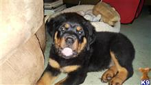 rottweiler puppy posted by boldfield