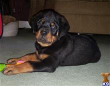 rottweiler puppy posted by boldfield
