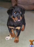 rottweiler puppy posted by boldfield