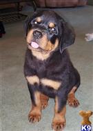 rottweiler puppy posted by boldfield