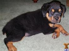 rottweiler puppy posted by boldfield