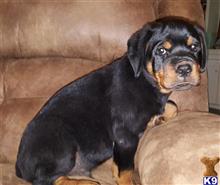 rottweiler puppy posted by boldfield