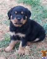 rottweiler puppy posted by boldfield