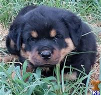 rottweiler puppy posted by boldfield