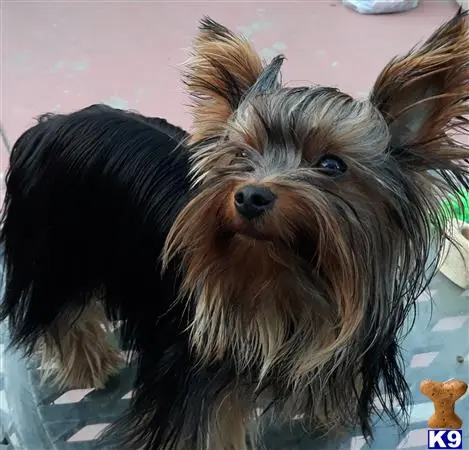 Yorkshire Terrier stud dog: a yorkshire terrier dog with a human face