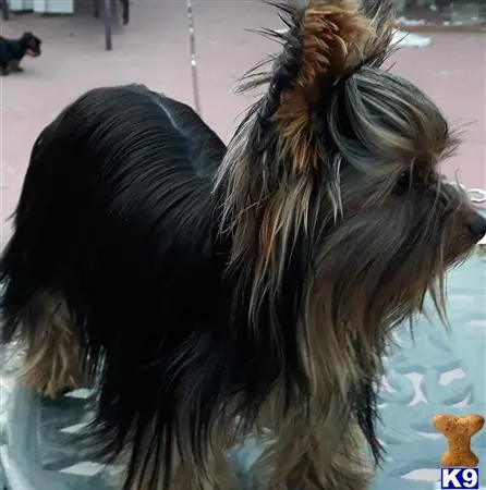 Yorkshire Terrier stud dog: a yorkshire terrier dog standing in a pool