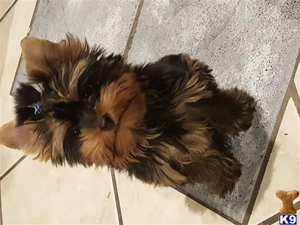 Yorkshire Terrier stud dog: a yorkshire terrier dog lying on the floor