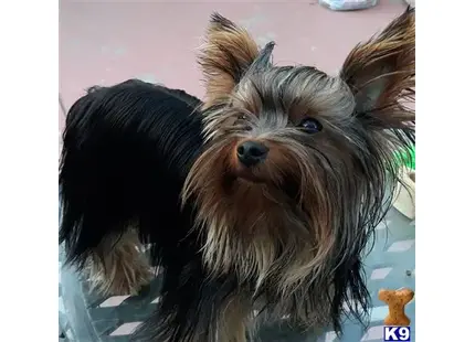 Yorkshire Terrier stud dog: a yorkshire terrier dog with a human face