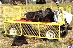 cane corso puppy posted by bomboy
