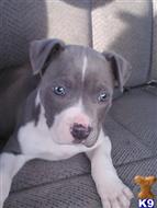 american pit bull puppy posted by bondbrenda