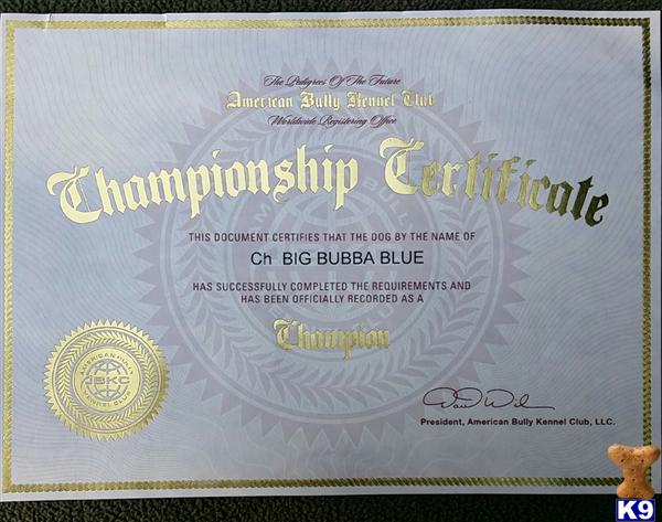 American Pit Bull stud dog: Championship certificate for an American Bully named Big Bubba Blue