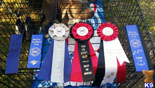 American Pit Bull stud dog: Brown American Pit Bull resting in a crate with ribbons