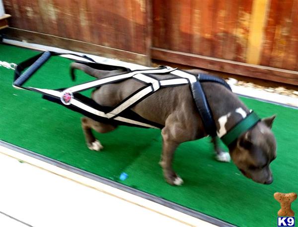 American Staffordshire Terrier stud dog: Gray American Staffordshire Terrier walking in a harness on grass