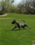 American Pit Bull stud dog: Gray American Pit Bull running on green grass in a park