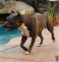 American Staffordshire Terrier stud dog: Gray American Staffordshire Terrier walking by a pool with a ball