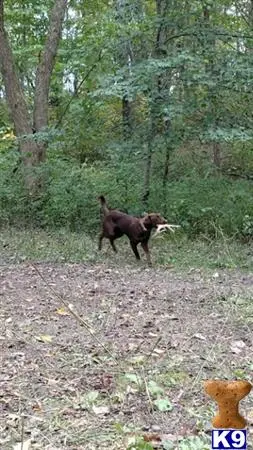 Labrador Retriever stud dog