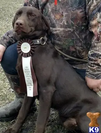 Labrador Retriever stud dog