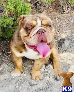 English Bulldog stud dog: a lion with its mouth open
