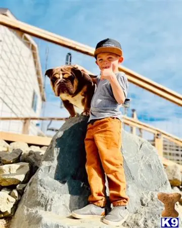 English Bulldog stud dog: a boy holding a english bulldog dog