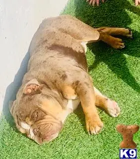 English Bulldog stud dog: a english bulldog dog lying on a blanket