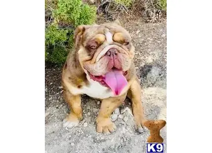 English Bulldog stud dog: a lion with its mouth open