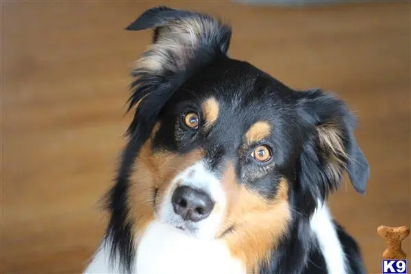 Australian Shepherd