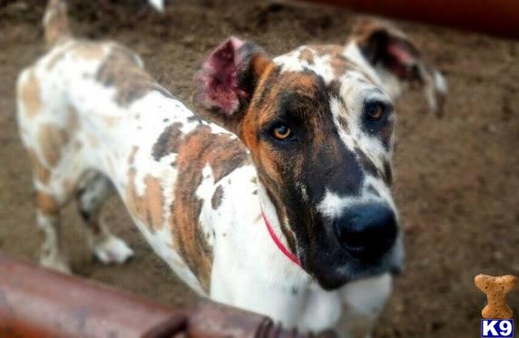 Great Dane stud dog