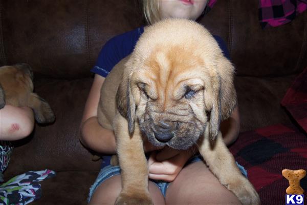 bloodhound puppies for sale in michigan bloodhound puppy for sale boone 3 years bloodhound puppies for sale in michigan bloodhound puppy for sale boone 3 years