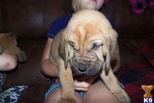 bloodhound puppy posted by boonedog1