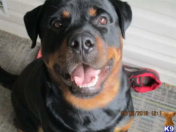 Rottweiler stud dog