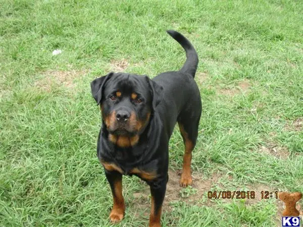 Rottweiler stud dog