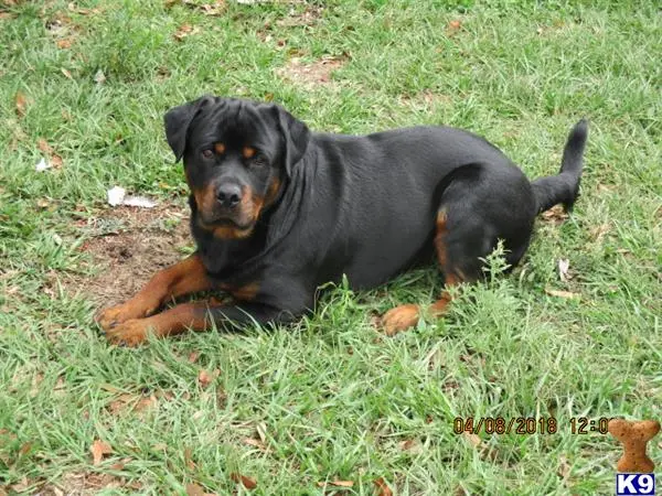 Rottweiler stud dog