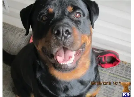 Rottweiler