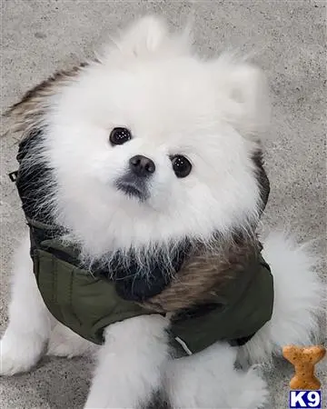 Pomeranian