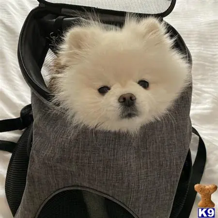 Pomeranian stud dog