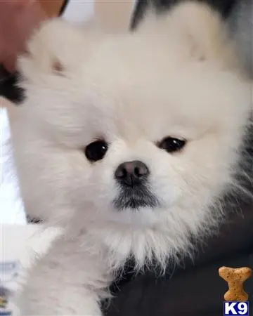 Pomeranian stud dog