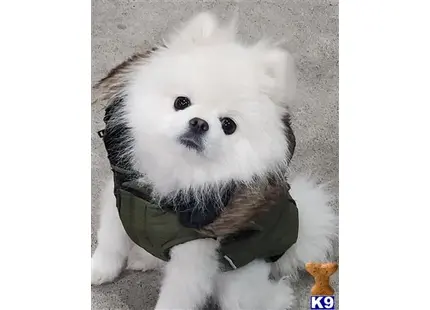 Pomeranian