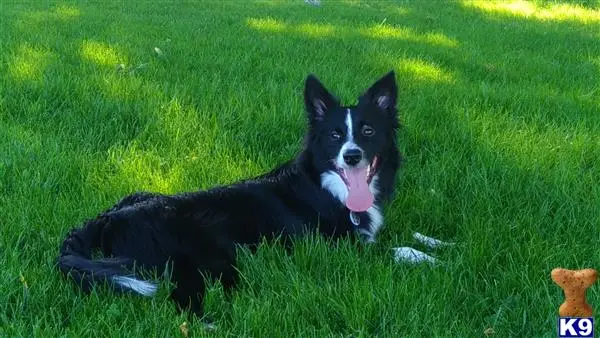 Border Collie stud dog: a border collie dog lying in the grass