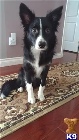 Border Collie stud dog: a black and white border collie dog sitting on a rug