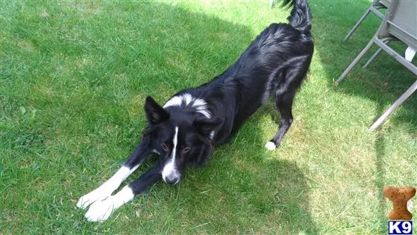 Border Collie stud dog: a black and white border collie dog lying on grass