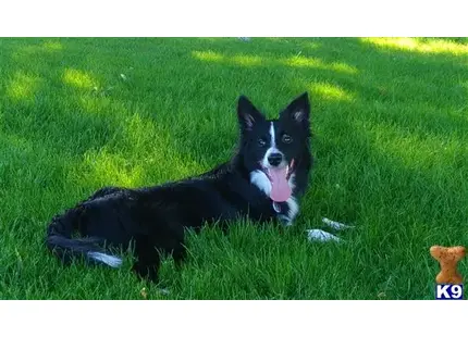 Border Collie stud dog: a border collie dog lying in the grass