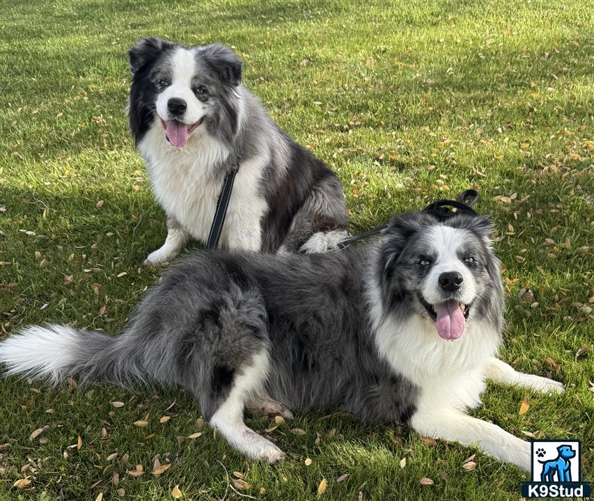 two border collie dogs lying on grass
