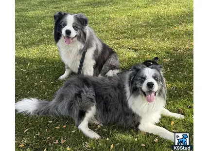 two border collie dogs lying on grass
