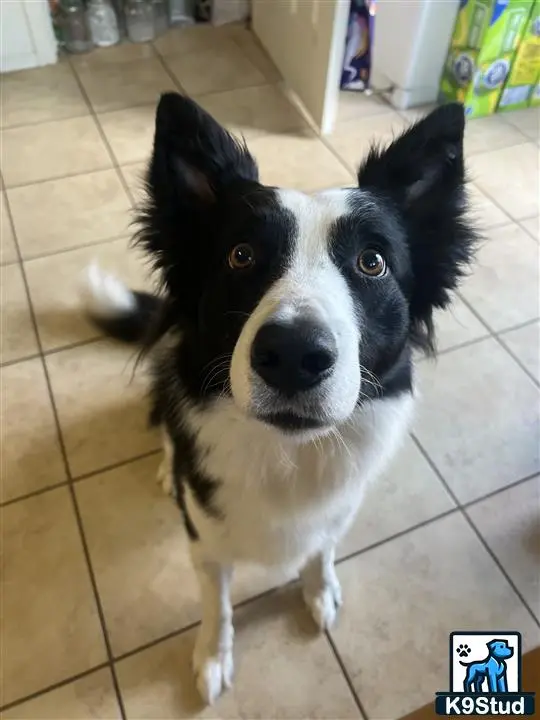 Border Collie stud dog