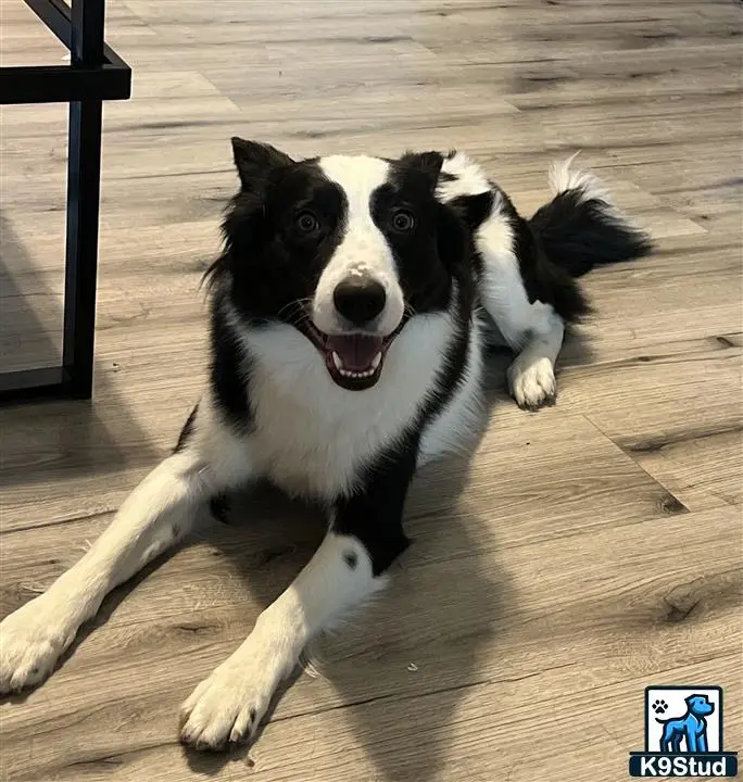 Border Collie stud dog