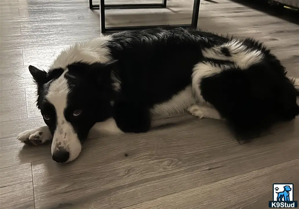 Border Collie stud dog